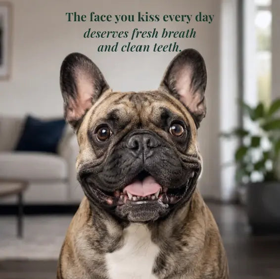 Paw & Parker Dog Dental Water Additive